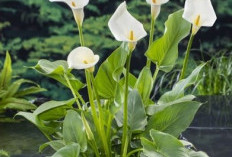 Tanaman Hias Kolam ikan yang Bisa Mempercantik Kolam dan Juga Membuat Kolam Ikan Kamu Semakin Asri 