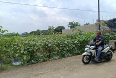 BUMDes Bobos Kembangkan Wisata dan Pertanian, Dorong Kemandirian Ekonomi Desa