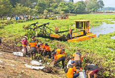 Peduli, KTH Paguyuban Silihwangi Majakuning Turun Tangan Bersihkan Eceng Gondok Waduk Darma