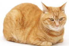 Apa Itu Cat Loaf, Dibalik Pose Menggemaskan Ternyata Memiliki Arti 