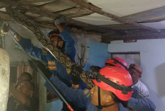 Geger Sanca Kembang di Plafon Rumah Warga, Damkar Turun Tangan