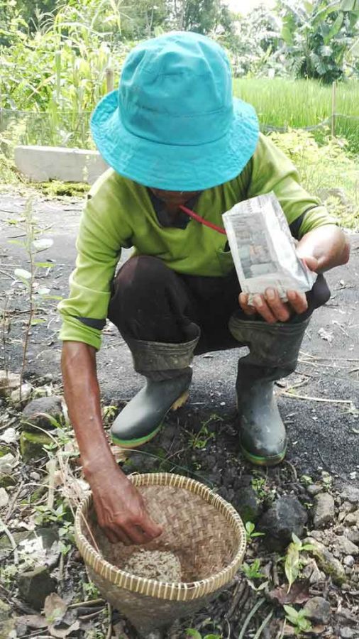 Harga Telur Semut Makin Mahal