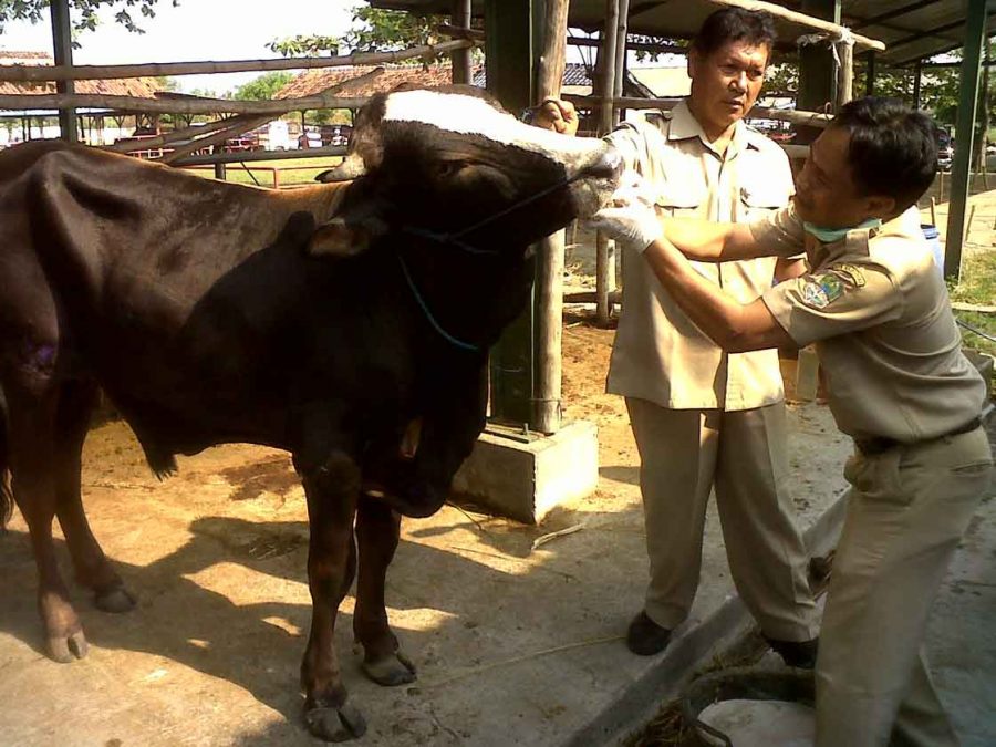 Waspadai Penjualan Hewan Kurban Terinfeksi Penyakit