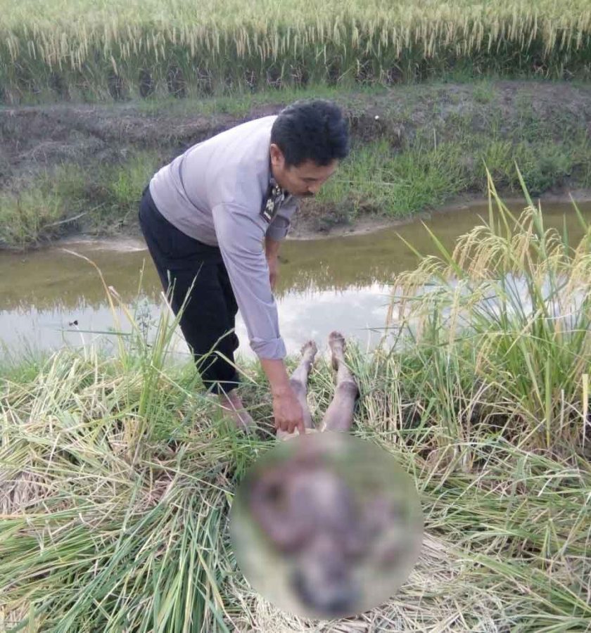 Jasad Nenek Tanpa Busana Gemparkan Warga Anjatan Utara