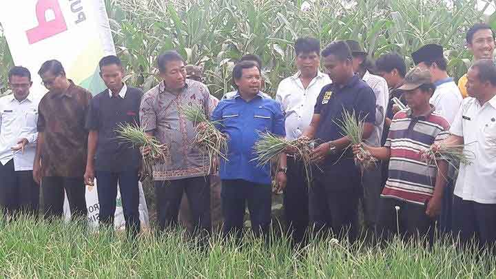 Dirjen Kementan Jamin Stok Bawang Aman Hingga Lebaran