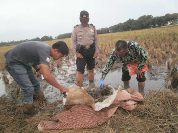 Hiii… Petani Lelea Temukan Tulang Manusia Saat Panen