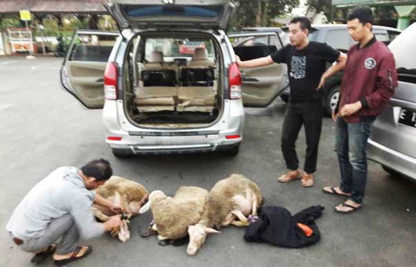 Tiga Pencuri Beraksi, Semua Kambing Tak Mengembik