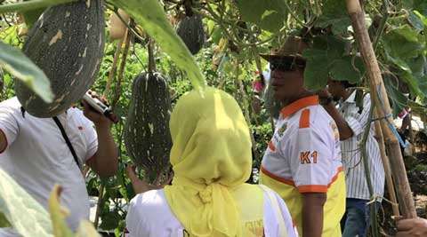 Dudy Pamuji Ajak Relawan Panen Labu Butter Nut