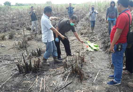 Jasad Terbakar Ditemukan di Kebun Tebu Milik PG Rajawali