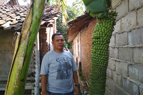 Pohon Pisang Berbuah Seribu Tumbuh di Asrama TNI-AD Kota Cirebon