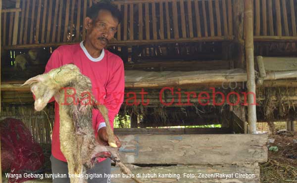 Ternak Kambing Sering Dimangsa Makhluk Misterius, Warga Berjaga Hingga Dini Hari