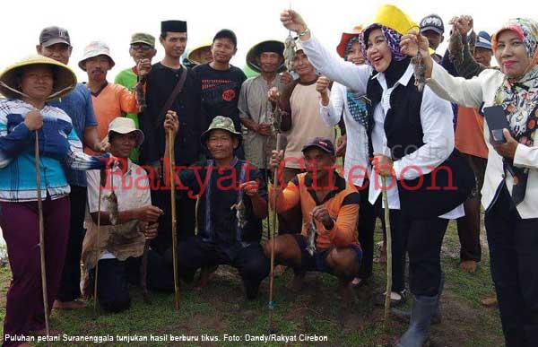 Masuk Musim Tanam Petani Suranenggala Berburu Tikus