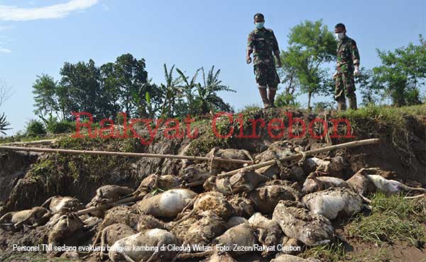 Tim TNI Evakuasi 80 Bangkai Kambing