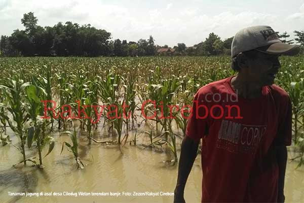 Petani Pasrah, Lahan Pertanian Terendam Banjir