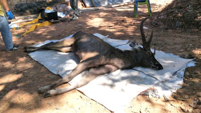 Gara-gara Telan 7 Kg Sampah Isi Celana Dalam Pria hingga Handuk, Rusa Ini Mati