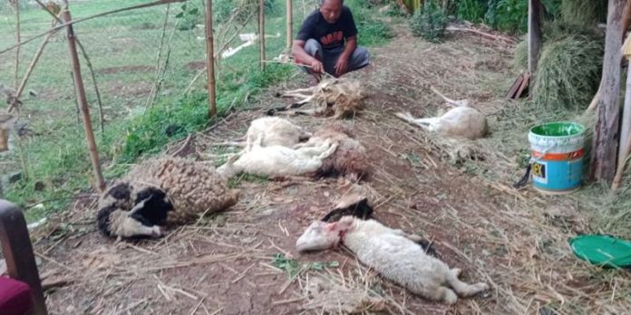 ‘Siluman’ Pemakan Puluhan Kambing, Kepala Desa Wilulang: Raja Anjing Hutan yang Disebut Gohgor