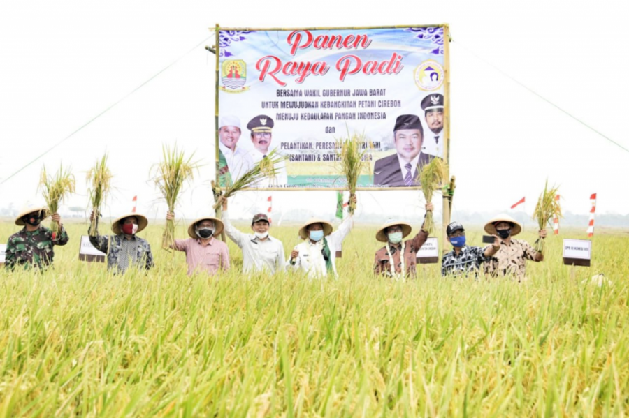 Hadiri Panen raya Padi di Kabupaten Cirebon, Uu Ruzhanul Ulum: Jadikan Jabar Lumbung Padi Nasional