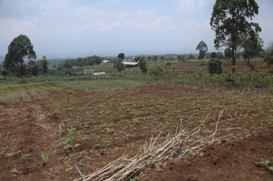 Tinjau Aset Lahan di Sumedang, Ridwan Kamil: Saya Ingin Tanah-Tanah Milik Pemda Provinsi Jabar Minimal Kebun P