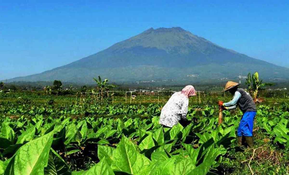 Bulan Depan Cukai Rokok Bakal Naik