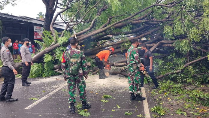 Hujan Angin, Pohon Besar Angsana Tumbang Timpa Rumah Warga