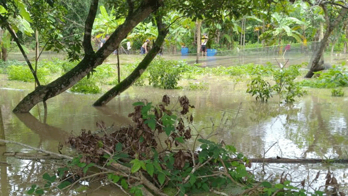 Sungai Meluap, Ratusan Hektar Sawah Cibeber Terendam