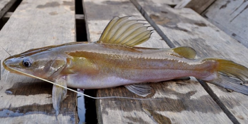 Peneliti Datangi Lagi Desa Sindangwangi, Budidaya Ikan Baung Berhasil