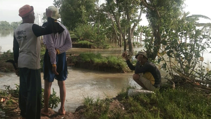 Sawah Terkena Banjir, Petani Indramayu Minta Tambahan Pupuk Subsidi