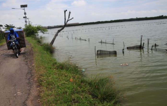 Ikan dan Udang Hilang Terbawa Banjir, Petani Tambak Rugi Puluhan Miliar
