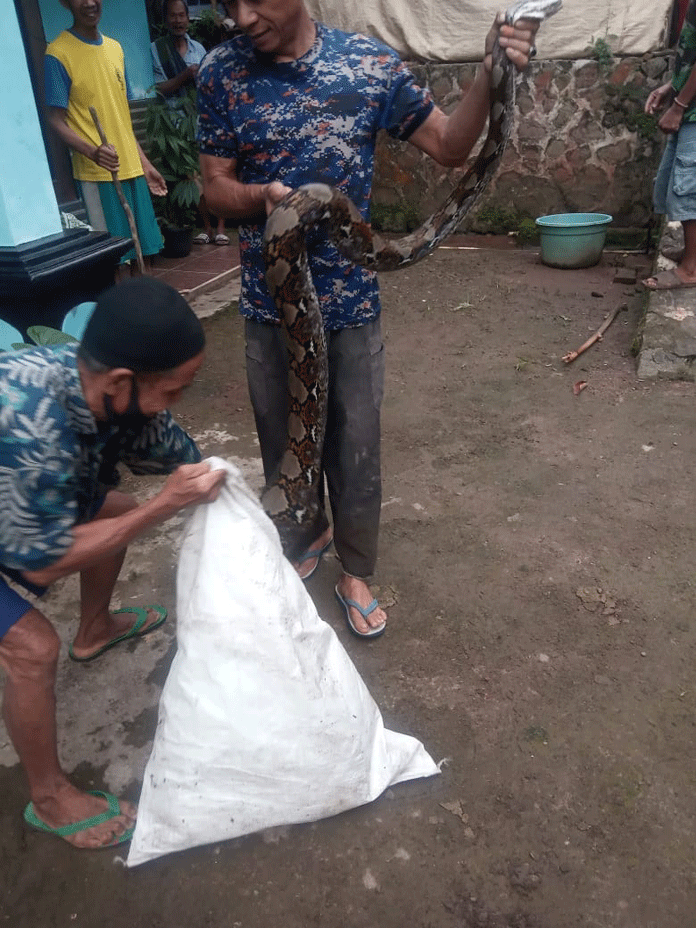 Ternak Sering Hilang Disangka Dicuri, Ternyata Ini Pemangsanya