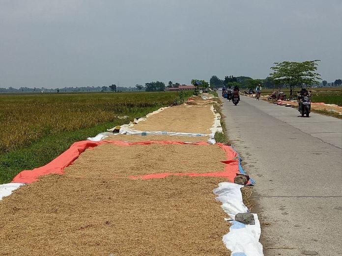 Gabah Dihargai Rp4 Ribu/Kg, Musim Rendeng Ini Petani Ngaku Rugi Banyak