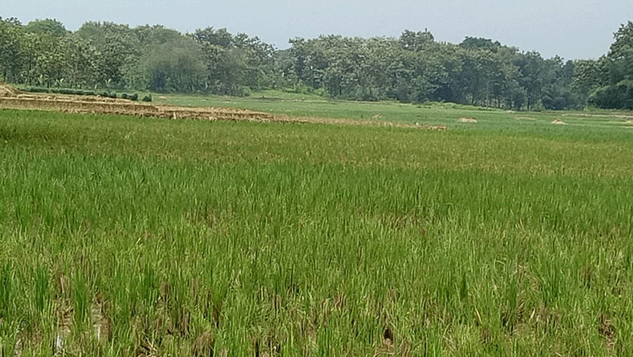 Limbah Sampah Mencemari Lahan Pertanian, Petani Merugi Terus