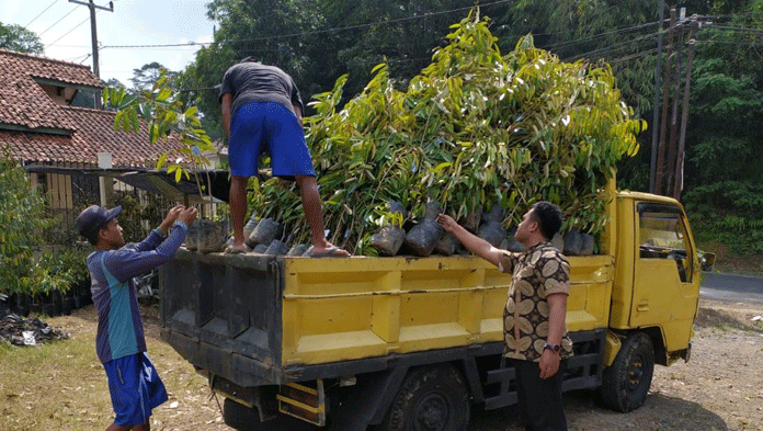 Sehari, Tembus 5 Ribu Pesanan Bibit Durian Sinapeul