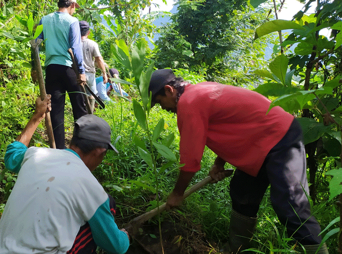 Petani Jahe di Sukahaji Raup Untung Besar Selama Pendemi