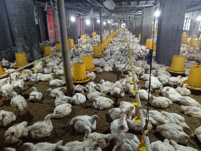 Pasokan Ayam Pedaging Banyak Tapi Harga Tetap Mahal