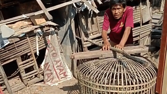 Muncul di Pemukiman, Kera Liar Serang Warga Jatibarang