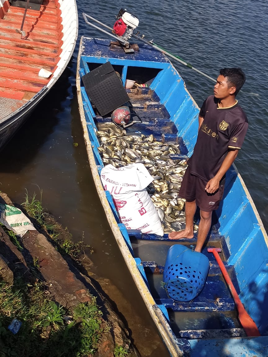 Cuaca Buruk Ribuan Ikan Waduk Darma Mati