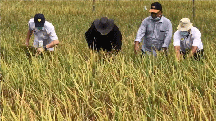 Petani Panen Padi Merah Hasil Uji Coba Tanaman