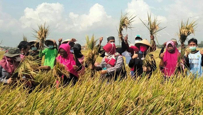 Bupati Nina Panen Raya di Lahan Sulit Air