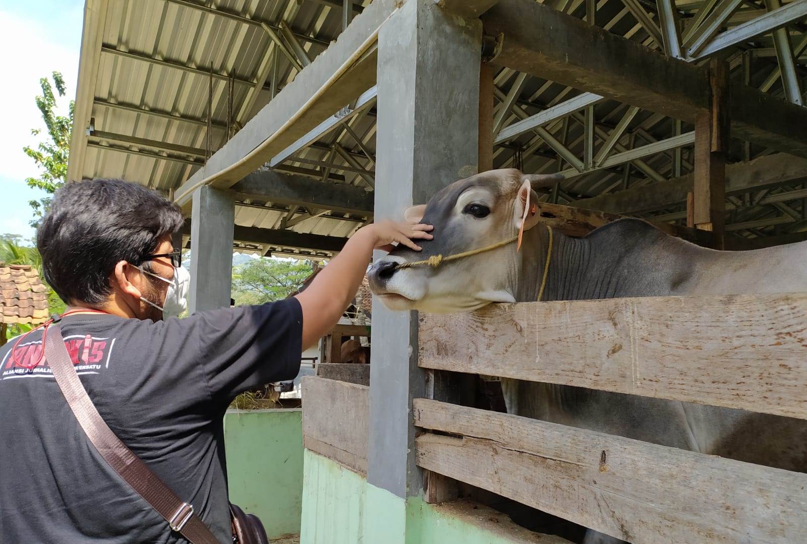 Pokir Program Bantuan Sapi 1.4 M Tidak Jelas