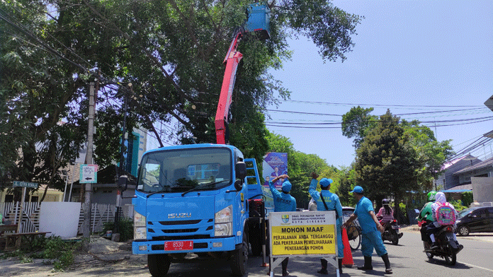 Pangkas Pohon, Agar Tidak Menimpa Pengguna Jalan