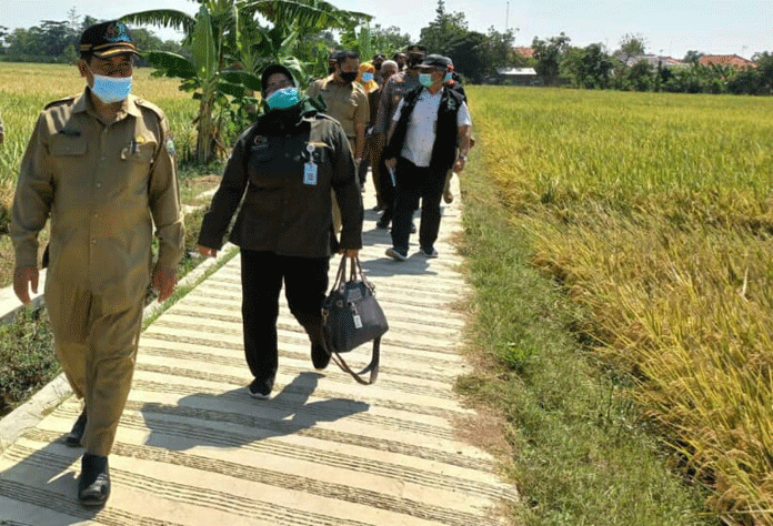 Pakai Sirih Hutan, Petani Kedokanbunder Berhasil Kendalikan Wereng