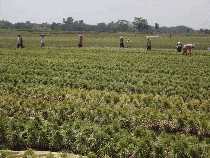 Panen Bawang Merah Bawa Berkah