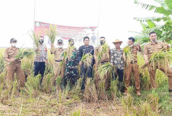 300 Hektar Lahan Sawah Dulu Sering Gagal Panen, Kini Hasilnya Melimpah