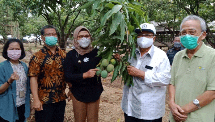 Bupati Nina Dorong Agrowisata Petik Mangga Jadi Unggulan