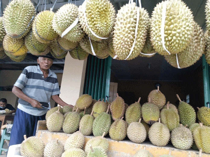 Petani Durian di  Sindangwangi Dua Tahun Terakhir Gagal Panen