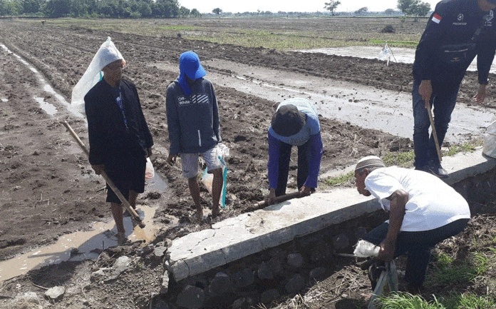 Gropyokan di Kertajati, Satu Tikus Dihargai Bonus Rp5.000