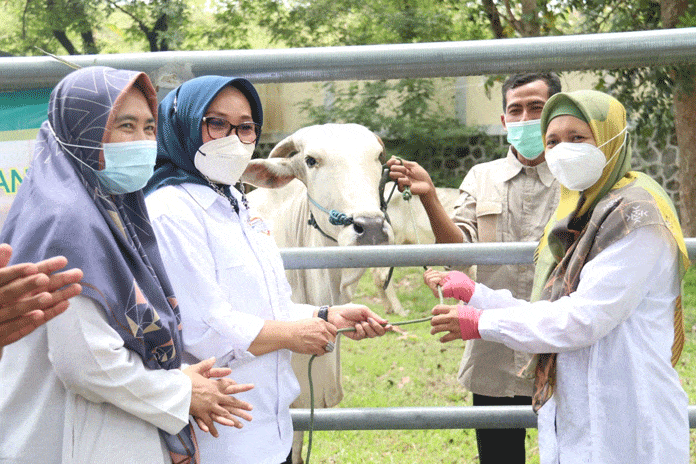 Diberi Bantuan 40 Ekor Sapi, Dinas Pertanian Kota Cirebon Punya Nilai Plus