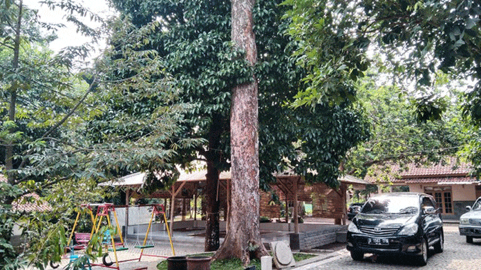Pohon “Durian Perwira” Sinapeul Berusia 250 Tahun; Sekali Panen 300 Buah, Dapat Lisensi Kementerian Pertanian