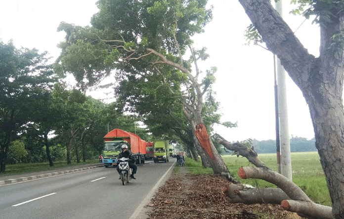 Keluhan Warga Tak Direspons,  Pohon Tumbang Ancam Pengguna Jalan