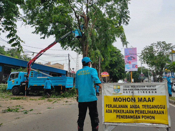 25 Persen Pohon Rawan Tumbang, Rata-rata Berukuran Besar dan Usia Puluhan Tahun